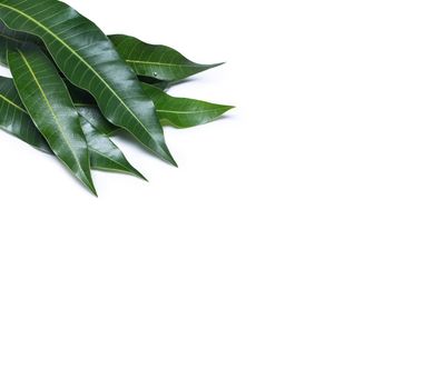 Green fresh mango leaves isolated on white background, beautiful vein texture in detail. Clipping path, cut out, close up, macro. Tropical concept.