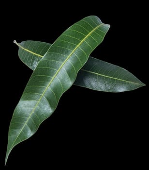 Green fresh mango leaves isolated on black background, beautiful vein texture in detail. Clipping path, cut out, close up, macro. Tropical concept.