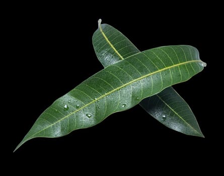 Beautiful green mango leaves isolated on black background with water drops in detail. Clipping path, cut out, close up, macro. Tropical concept.