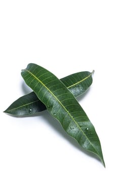 Beautiful green mango leaves isolated on white background with water drops in detail. Clipping path, cut out, close up, macro. Tropical concept.