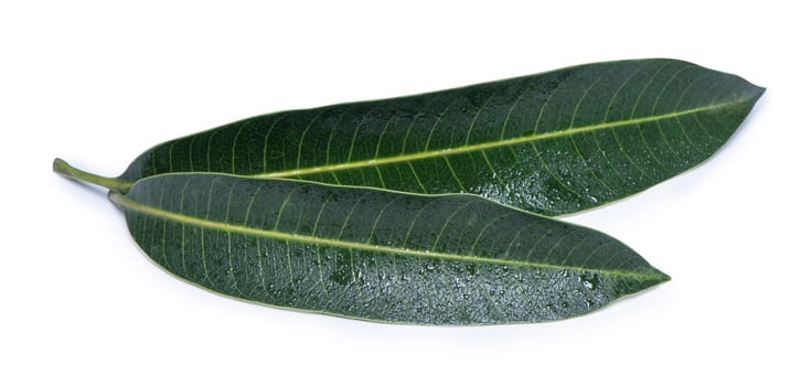 Beautiful green mango leaves isolated on white background with water drops in detail. Clipping path, cut out, close up, macro. Tropical concept.