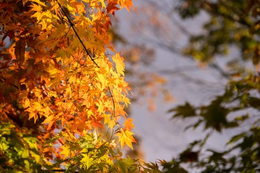 Beautiful maple leaves in autumn sunny day in foreground and blurry background in Kyushu, Japan. No people, close up, copy space, macro shot.