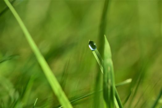 Dew drop on blade of grass against a green blurry background