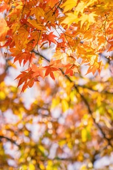 Beautiful maple leaves in autumn sunny day in foreground and blurry background in Kyushu, Japan. No people, close up, copy space, macro shot.