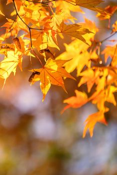 Beautiful maple leaves in autumn sunny day in foreground and blurry background in Kyushu, Japan. No people, close up, copy space, macro shot.