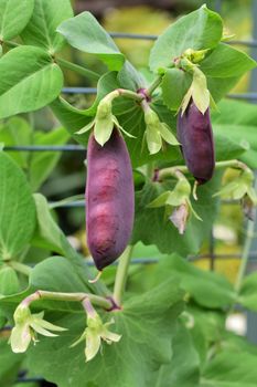 Purple peas growing on a bush in the garden as a close up