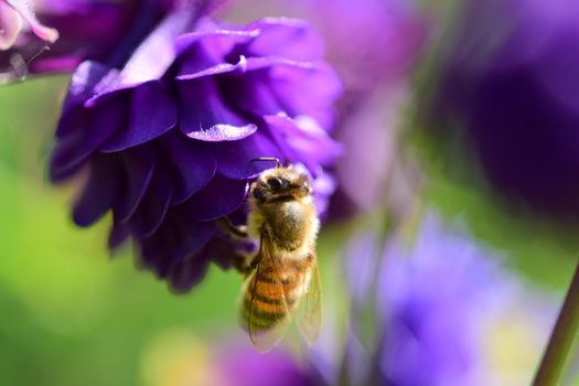 closeup of a honey bee on a purple flower against a blurred green background