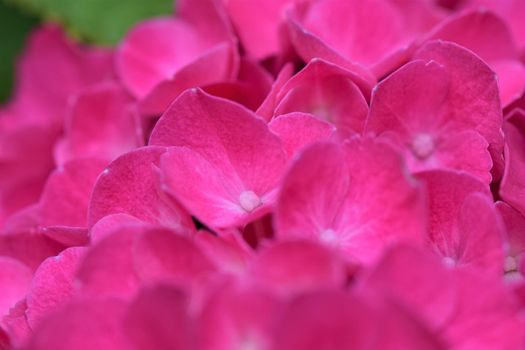 One pink hydrangea blossom as a closeup
