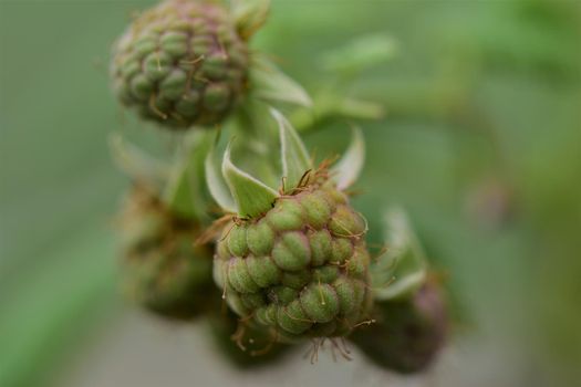 Unripe green raspberry as a close-up