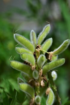 Closeup of a green ripe lupine pods on the bush against a green blurred background