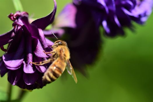 closeup of a honey bee on a purple flower against a blurred green background