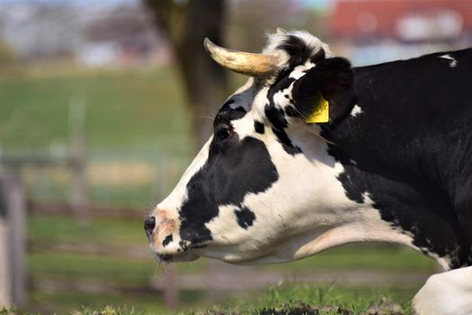 Black and white spotted cow as a close up