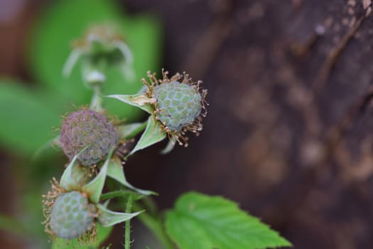 Unripe green raspberry as a close-up with copy space