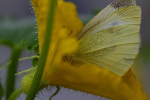 Pieris rapae - cabbage white butterfly in a yellow cucumber blossom as a closeup