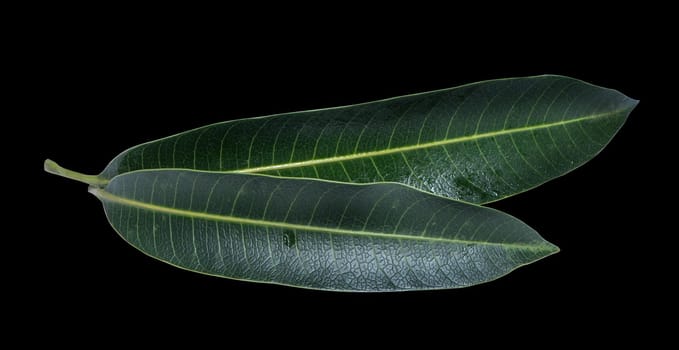 Green fresh mango leaves isolated on black background, beautiful vein texture in detail. Clipping path, cut out, close up, macro. Tropical concept.