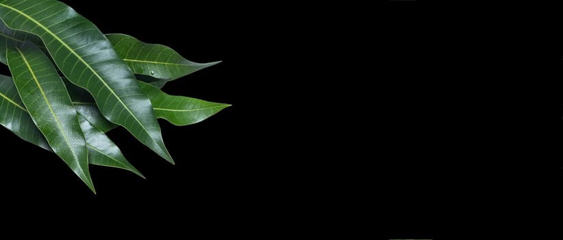 Green fresh mango leaves isolated on black background, beautiful vein texture in detail. Clipping path, cut out, close up, macro. Tropical concept.