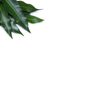 Green fresh mango leaves isolated on white background, beautiful vein texture in detail. Clipping path, cut out, close up, macro. Tropical concept.
