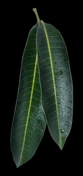 Beautiful green mango leaves isolated on black background with water drops in detail. Clipping path, cut out, close up, macro. Tropical concept.