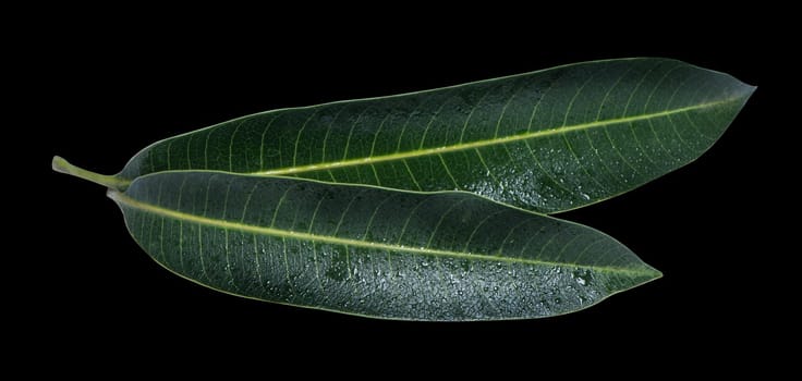 Beautiful green mango leaves isolated on black background with water drops in detail. Clipping path, cut out, close up, macro. Tropical concept.