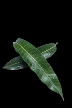 Beautiful green mango leaves isolated on black background with water drops in detail. Clipping path, cut out, close up, macro. Tropical concept.