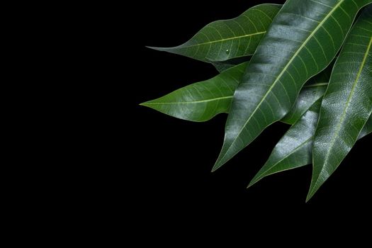 Green fresh mango leaves isolated on black background, beautiful vein texture in detail. Clipping path, cut out, close up, macro. Tropical concept.