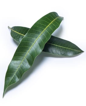 Green fresh mango leaves isolated on white background, beautiful vein texture in detail. Clipping path, cut out, close up, macro. Tropical concept.