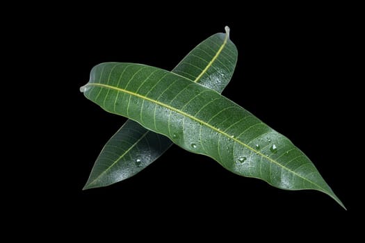 Beautiful green mango leaves isolated on black background with water drops in detail. Clipping path, cut out, close up, macro. Tropical concept.