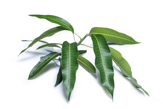 Green fresh mango leaves isolated on white background, beautiful vein texture in detail. Clipping path, cut out, close up, macro. Tropical concept.