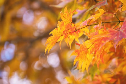 Beautiful maple leaves in autumn sunny day in foreground and blurry background in Kyushu, Japan. No people, close up, copy space, macro shot.