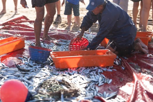 24 April 2023 Lisbon, Portugal: A pile of freshly caught fish on the shore - a man collecting fish in container. Mid shot