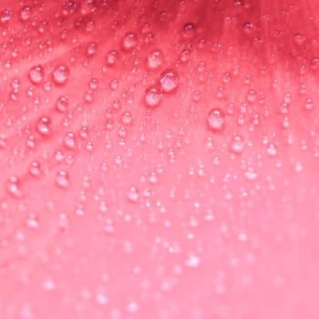 Background of pink rose petals with dew drops. Bokeh with light reflection. Macro blurred natural backdrop. Soft focus