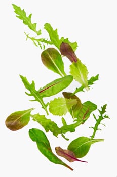 Green lettuce salad leafs isolated on white