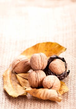 group of big walnuts with dry leaves on burlap on a wooden background.