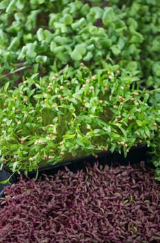 The concept of a healthy diet, growing microgreens - boxes of red amaranth, mustard, arugula, peas, cilantro on a home white windowsill. I cut with scissors