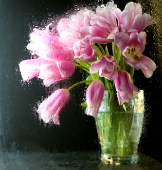 pink tulips on a black background through wet glass