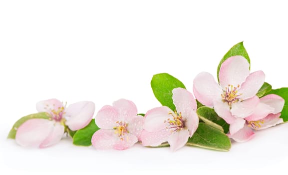 Pink apple tree flowers blossoms with green leafs on white background