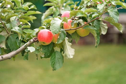 ripe red apples Autumn day. Garden. In the frame ripe red apples on a tree. apples ready for harvest in the apple plantation