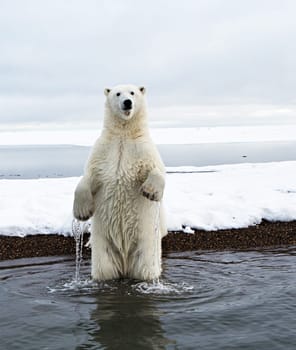 Magical Kaktovik,Alaska pictures