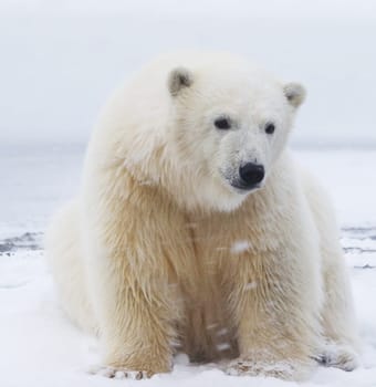 Magical Kaktovik,Alaska pictures