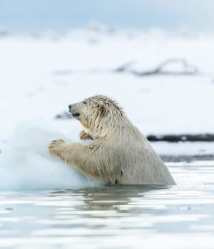 Magical Kaktovik,Alaska pictures