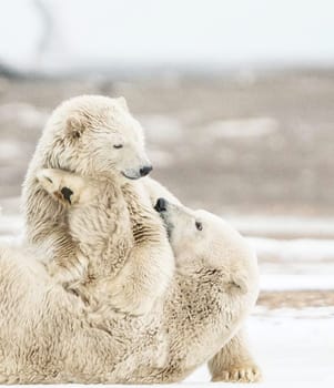 Magical Kaktovik,Alaska pictures