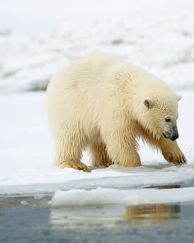 Magical Kaktovik,Alaska pictures