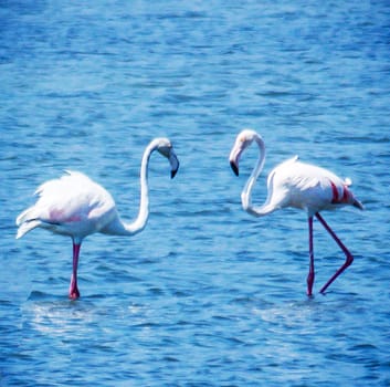 Magical Greece wildlife  Pictures