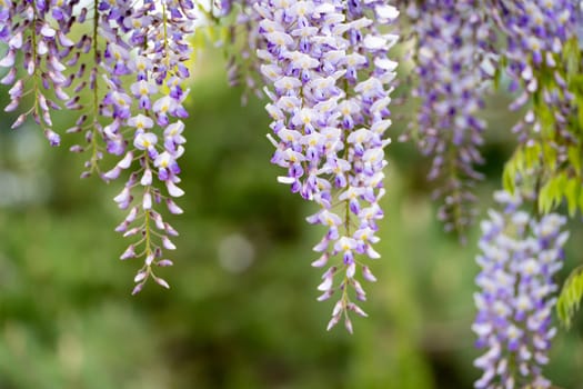 Blooming Wisteria Sinensis with classic purple flowers in full bloom in hanging racemes against a green background. Garden with wisteria in spring