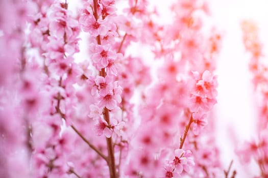 A peach blooms in the spring garden. Beautiful bright pale pink background. A flowering tree branch in selective focus. A dreamy romantic image of spring. Atmospheric natural background.