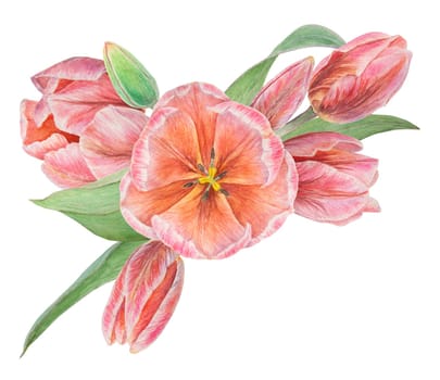 Watercolor realistic botanical illustration of pink tulip isolated on white background for your design, wedding print products, paper, invitations, cards, fabric, posters, card for Mother's day, March 8, Easter, festivals