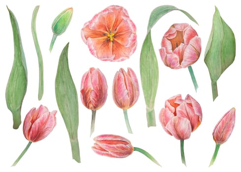 Set of pink tulips elements painted in watercolor, realistic botanical hand drawn illustration isolated on white background for design, wedding print products, paper, invitations, cards, fabric, posters, card for Mother's day, March 8, Easter, festivals