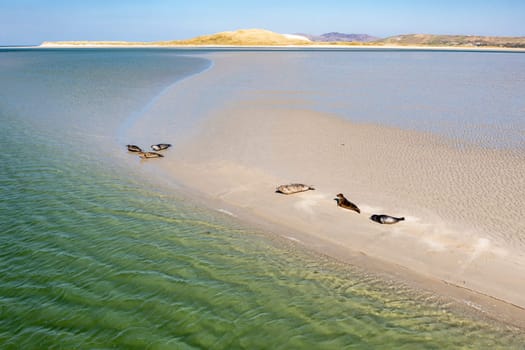 Seals swimming and and resting at Gweebarra bay - County Donegal, Ireland.