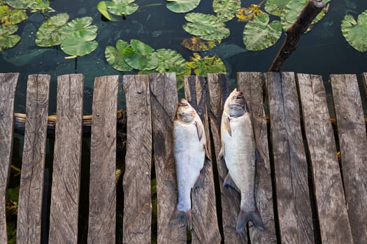 Fishing, process, outdoor recreation. The catch lies on a wooden pier