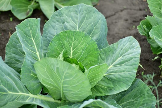 Young cabbage grows in market garden